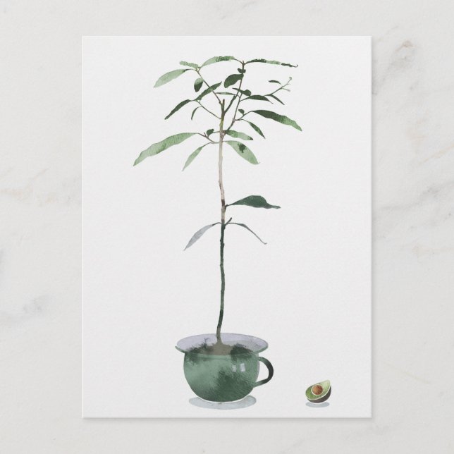 Postal Árbol de aguacates (Anverso)