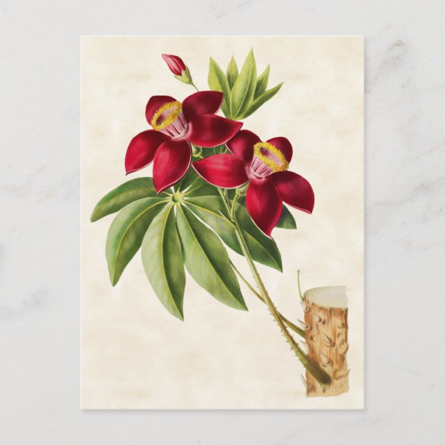 Postal Árbol de algodón de seda Vieja Botánica (Anverso)