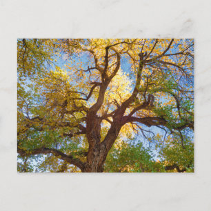 Postal Árbol de algodón   Parque Nacional Capitol Reef, U
