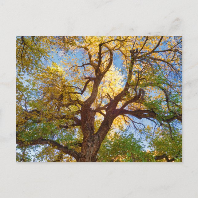Postal Árbol de algodón | Parque Nacional Capitol Reef, U (Anverso)