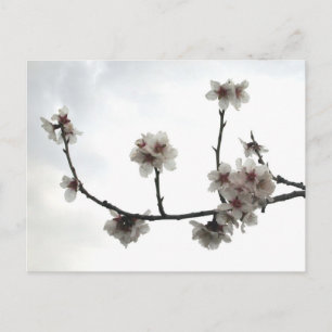 Postal árbol de almendra