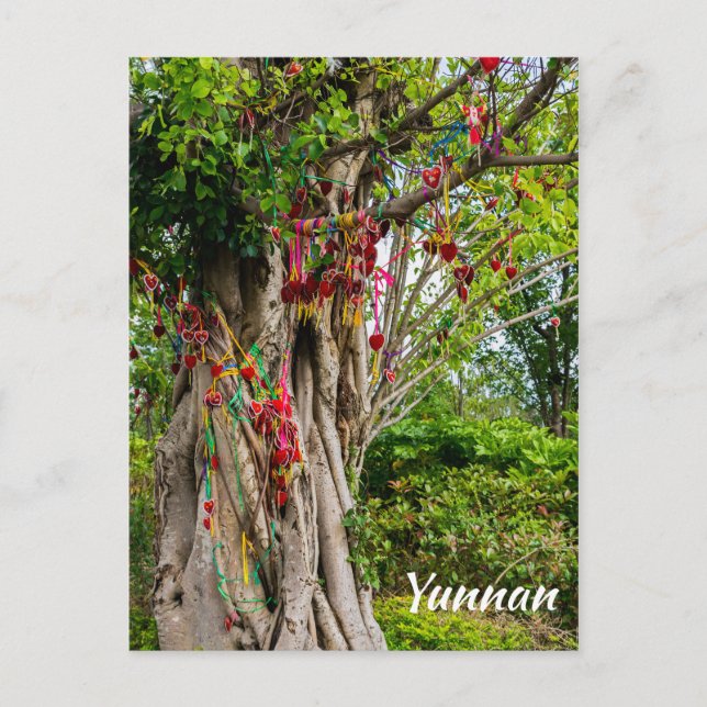 Postal Árbol de amor, Zhonghe - Yunnan, China (Anverso)