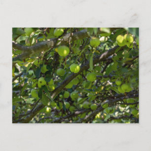 Postal Árbol de Apple