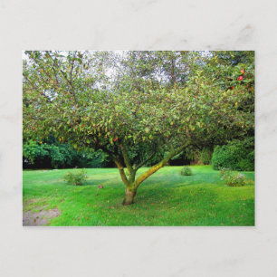 Postal Árbol de Apple