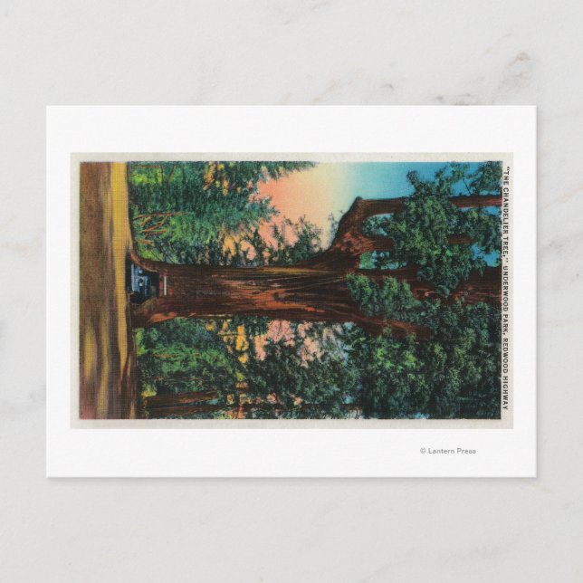Postal Árbol de araña, parque de contrachapado (Anverso)