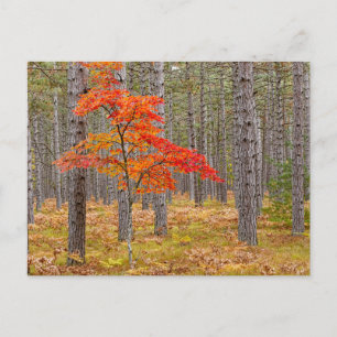 Postal Árbol de arce con colores otoñales
