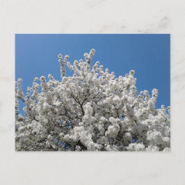 Postal Árbol de arce de nieve en flor