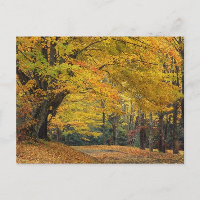 Postal Árbol de arce de otoño que sobresale de un camino  (Anverso)