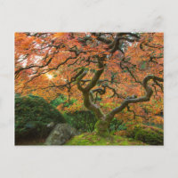 Árbol de Arce en los Jardines Japoneses en Otoño