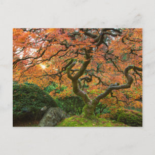 Postal Árbol de Arce en los Jardines Japoneses en Otoño