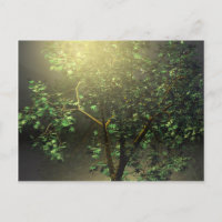 Árbol de arce japonés 3D