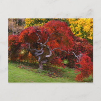 Postal Árbol de arce japonés en otoño