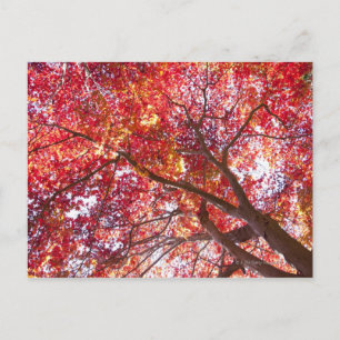 Postal Árbol de arce rojo