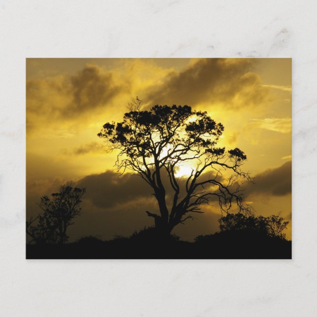 Postal Árbol de atardecer (Anverso)