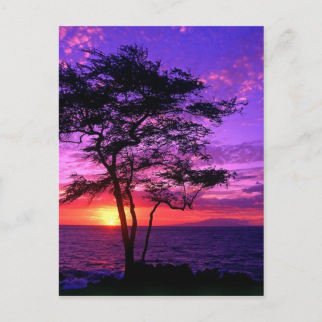 Postal Árbol de atardecer violeta y rosa (Anverso)