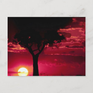 Postal Árbol de atardeceres y balanitas en la sala de jue