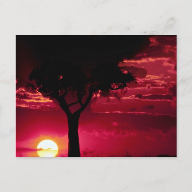 Postal Árbol de atardeceres y balanitas en la sala de jue (Anverso)