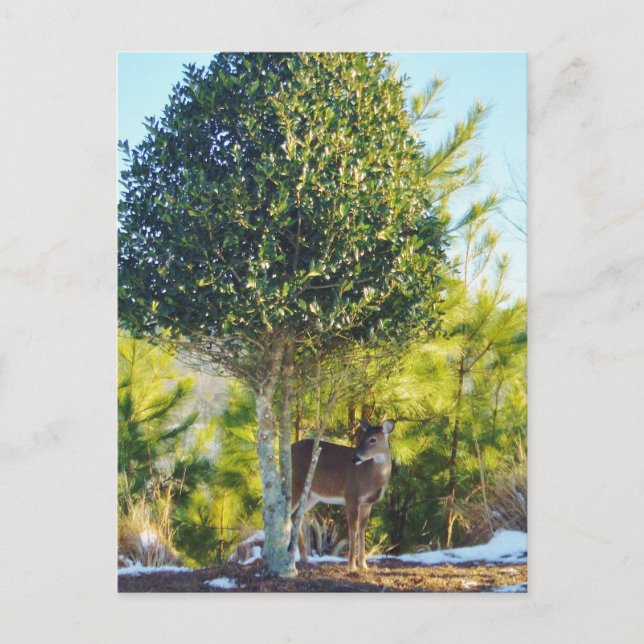 Postal Árbol de bayas de ciervo y holly en la nieve (Anverso)