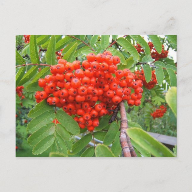 Postal Árbol de Berry Rojo en Skagway Alaska (Anverso)