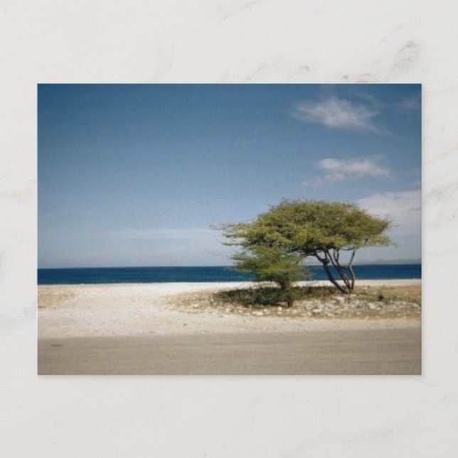 Postal árbol de Bonaire (Anverso)