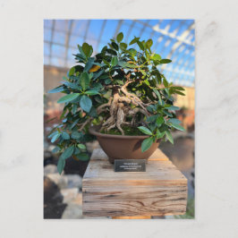 Postal Árbol de Bonsai para el Conservatorio de los Phipp