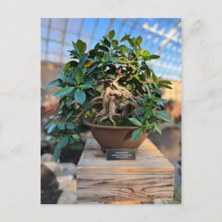 Postal Árbol de Bonsai para el Conservatorio de los Phipp