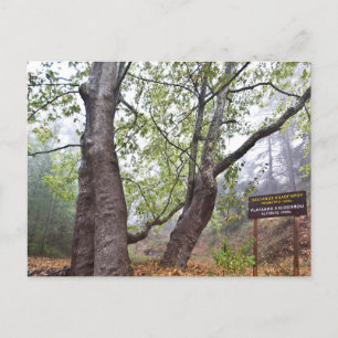 Postal Árbol de bosque de Chipre antigua naturaleza fores