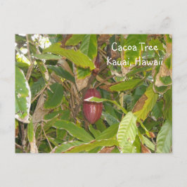 Postal Árbol de cacao