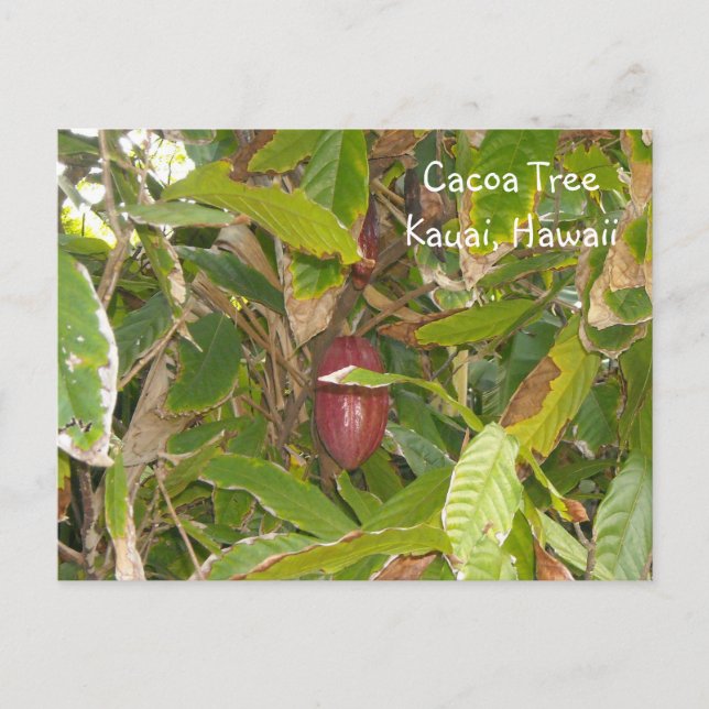 Postal Árbol de cacao (Anverso)