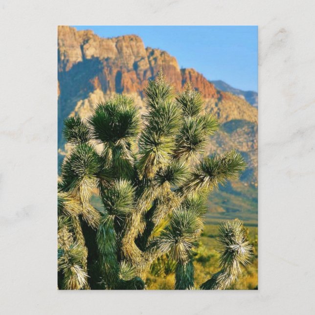 Postal Árbol de cactus (Anverso)