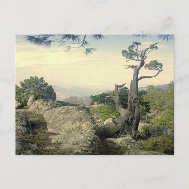 Postal Árbol de cañón de cobre (Anverso)