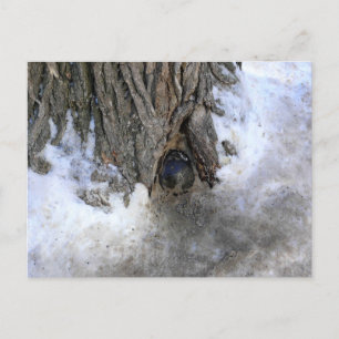 Postal Árbol de canonbol, Ciudad Vieja de Quebec, Quebec,