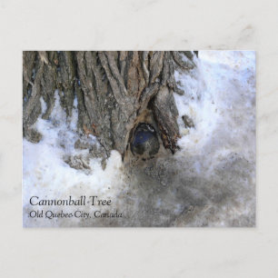 Postal Árbol de canonbol, Ciudad Vieja de Quebec, Quebec,