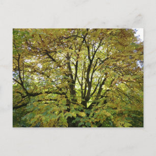 Postal Árbol de castaño de caballo de otoño