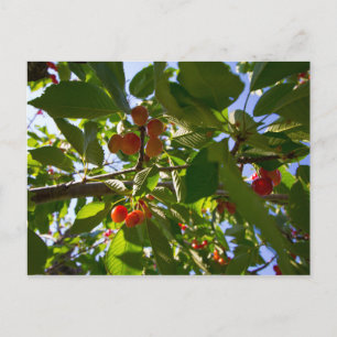 Postal Árbol de cerezas, Michigan