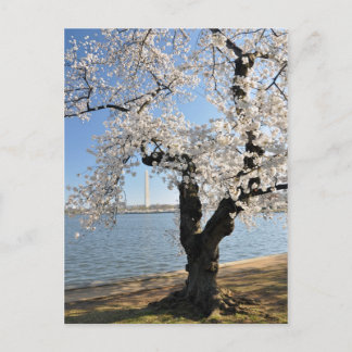 Postal Árbol de cerezo con flores blancas