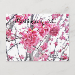Postal Árbol de cerezo en flor Washington, D.C.