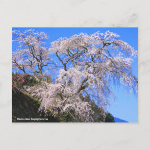 Postal Árbol de cerezo que llora Matabei-Zakura [postal]
