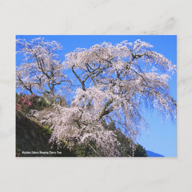 Postal Árbol de cerezo que llora Matabei-Zakura [postal] (Anverso)
