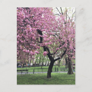 Postal Árbol de cerezo rosa bonito NYC Nueva York