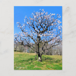Postal Árbol de ciruelas [postal]