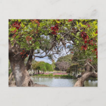 Árbol de Coral en el Parque
