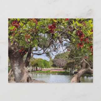 Postal Árbol de Coral en el Parque