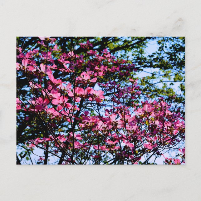 Postal árbol de cornejo floreciendo elegante rosa (Anverso)