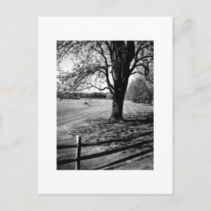 Postal Árbol de Culver