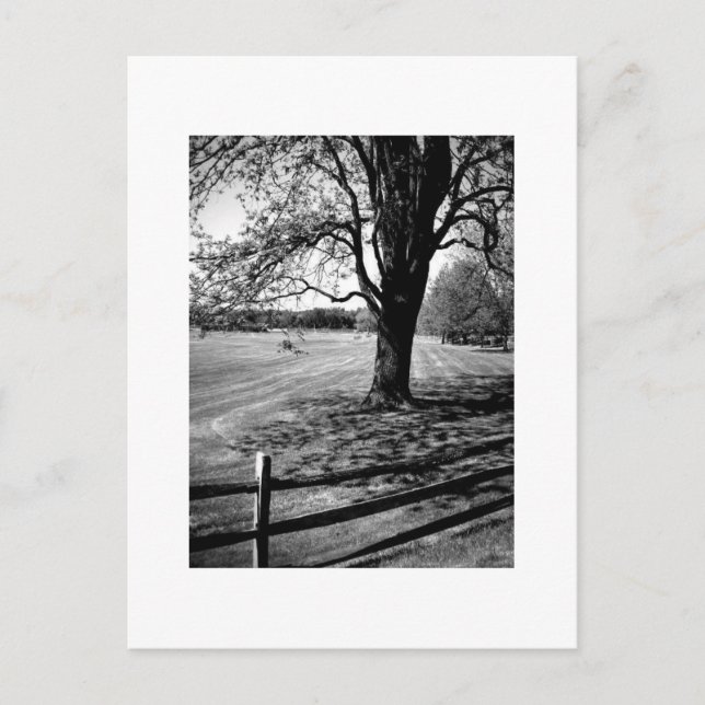 Postal Árbol de Culver (Anverso)