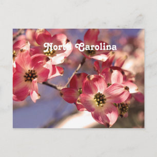 Postal Árbol de dogwood
