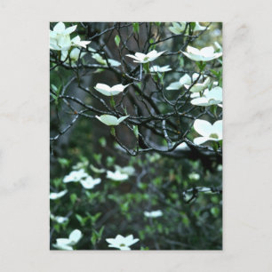 POSTAL ÁRBOL DE DOGWOOD EN EL SALÓN DE PRIMAVERA