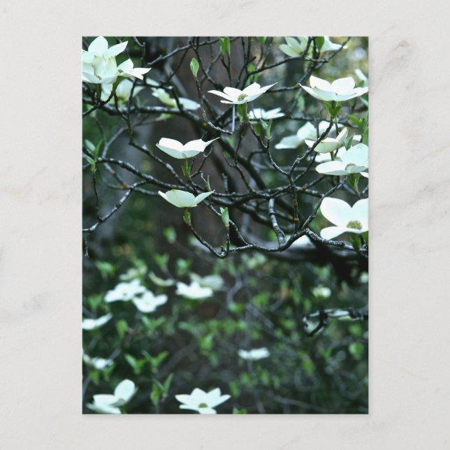 POSTAL ÁRBOL DE DOGWOOD EN EL SALÓN DE PRIMAVERA (Anverso)