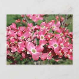 Postal Árbol de dogwood en flor